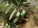 palea_epidauros_09